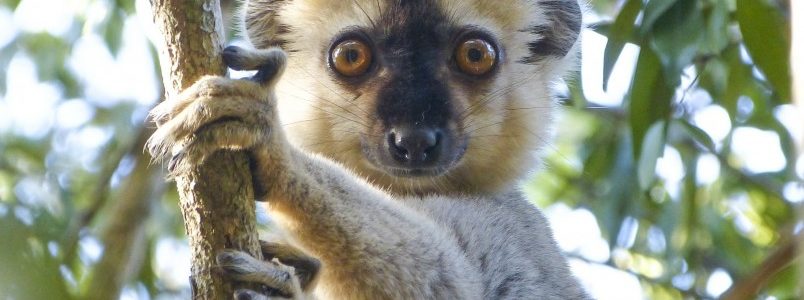 Madagascar et ses parcs nationaux